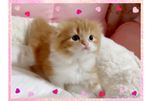 成約済の愛媛県のスコティッシュフォールド(折れ耳)-74971の6枚目